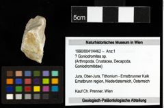 Foto (Objekt + Etiketten) von ? Goniodromites sp. 